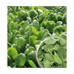 Υβρίδιο Σπανάκι Power F1 Σπόρος σε Κάδο | kipogeorgiki.gr