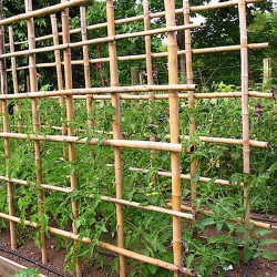 Nursery Bamboo Canes Bundle 100pcs D10-14mmx(H)180cm - Plant Support Canes Nursery Bamboo Canes Bundle 100pcs D10-14mmx(H)180cm