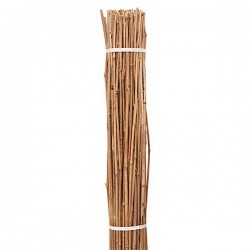 Nursery Bamboo Canes Bundle 100pcs D16-20mmx(H)200cm - Plant Support Canes Nursery Bamboo Canes Bundle 100pcs D16-20mmx(H)200cm