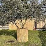 Καλαμωτή Αγριοκάλαμο Ελληνικό Ρολό Φ8-12mm 2(Y)x5m - Φυσικές Καλαμωτές Αγριοκάλαμων