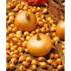 Κοκκάρι Χοντρό Sturon | Βολβοί Κρεμμυδιού για Φύτεμα