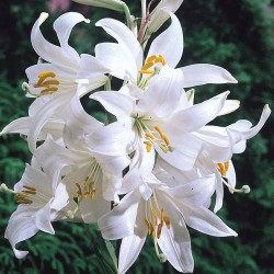 Παρθενόκρινος λευκός βολβός ποικιλία candidum