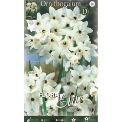 Ορνιθόγκαλο Arabicum | kipogeorgiki.gr