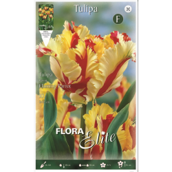 Tulip Flaming Parrot| kipogeorgiki.gr