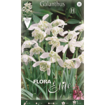 Double Snowdrop - Galanthus Flore Pleno | kipogeorgiki.gr