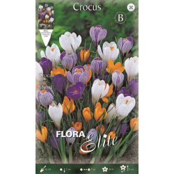 Crocus Mixed | kipogeorgiki.gr