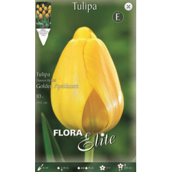 Tulip Golden Apeldoorn | kipogeorgiki.gr