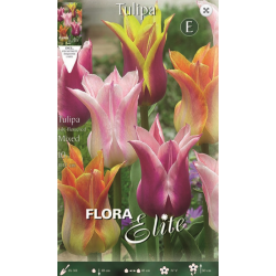 Tulip Lily Mixed | kipogeorgiki.gr