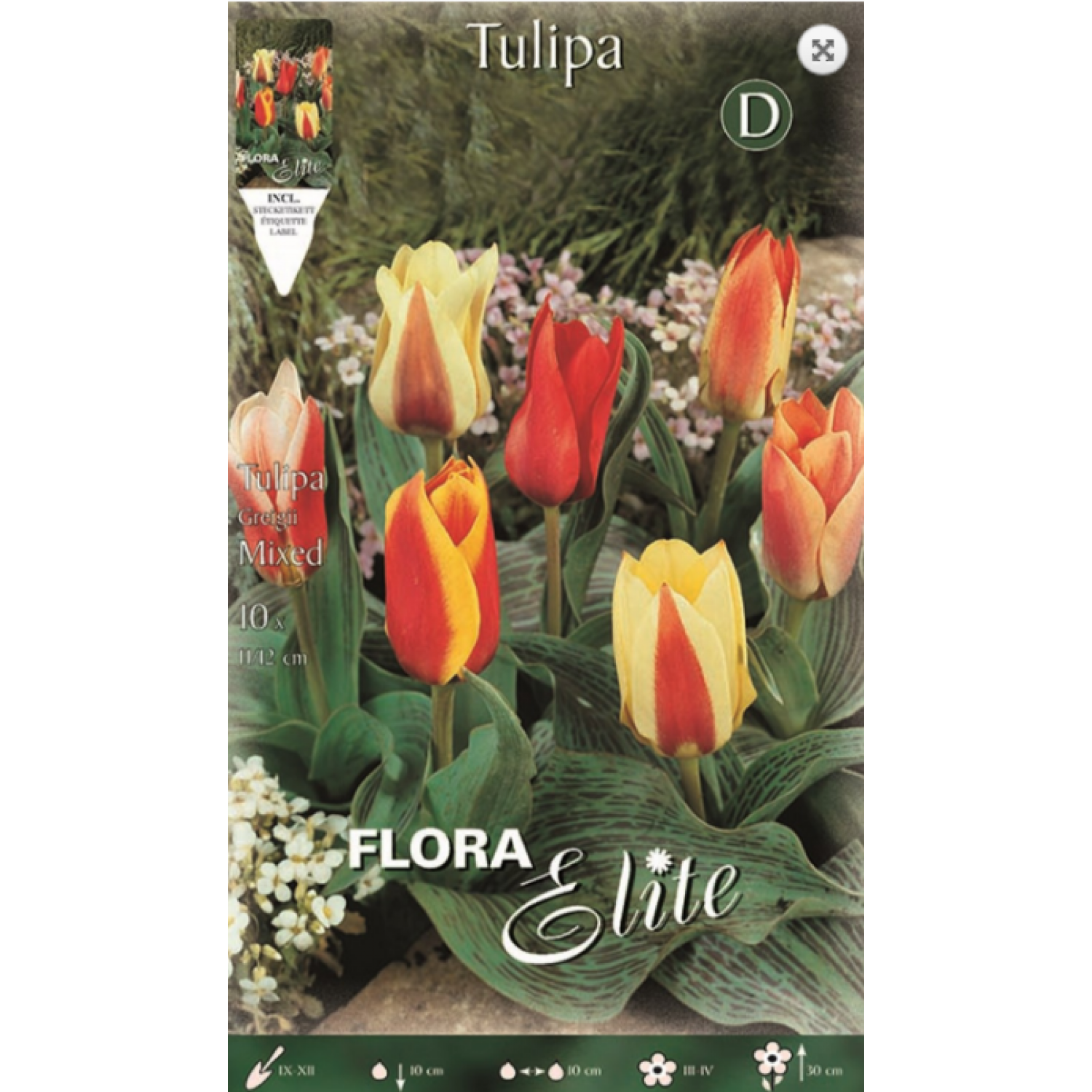 Tulip Peacock | kipogeorgiki.gr