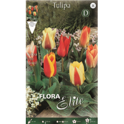 Tulip Peacock | kipogeorgiki.gr