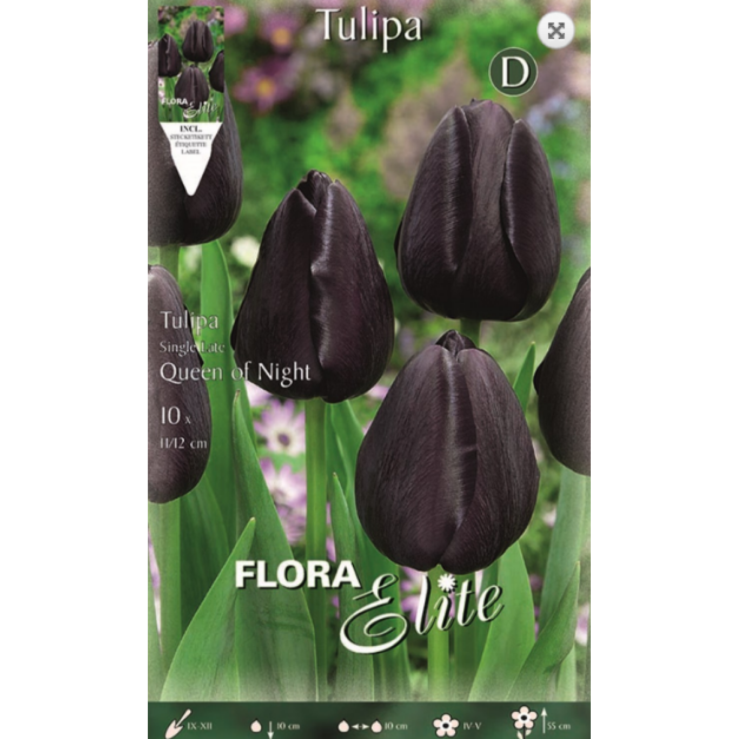 Tulip Queen of Night | kipogeorgiki.gr