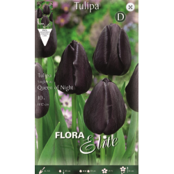 Tulip Queen of Night | kipogeorgiki.gr