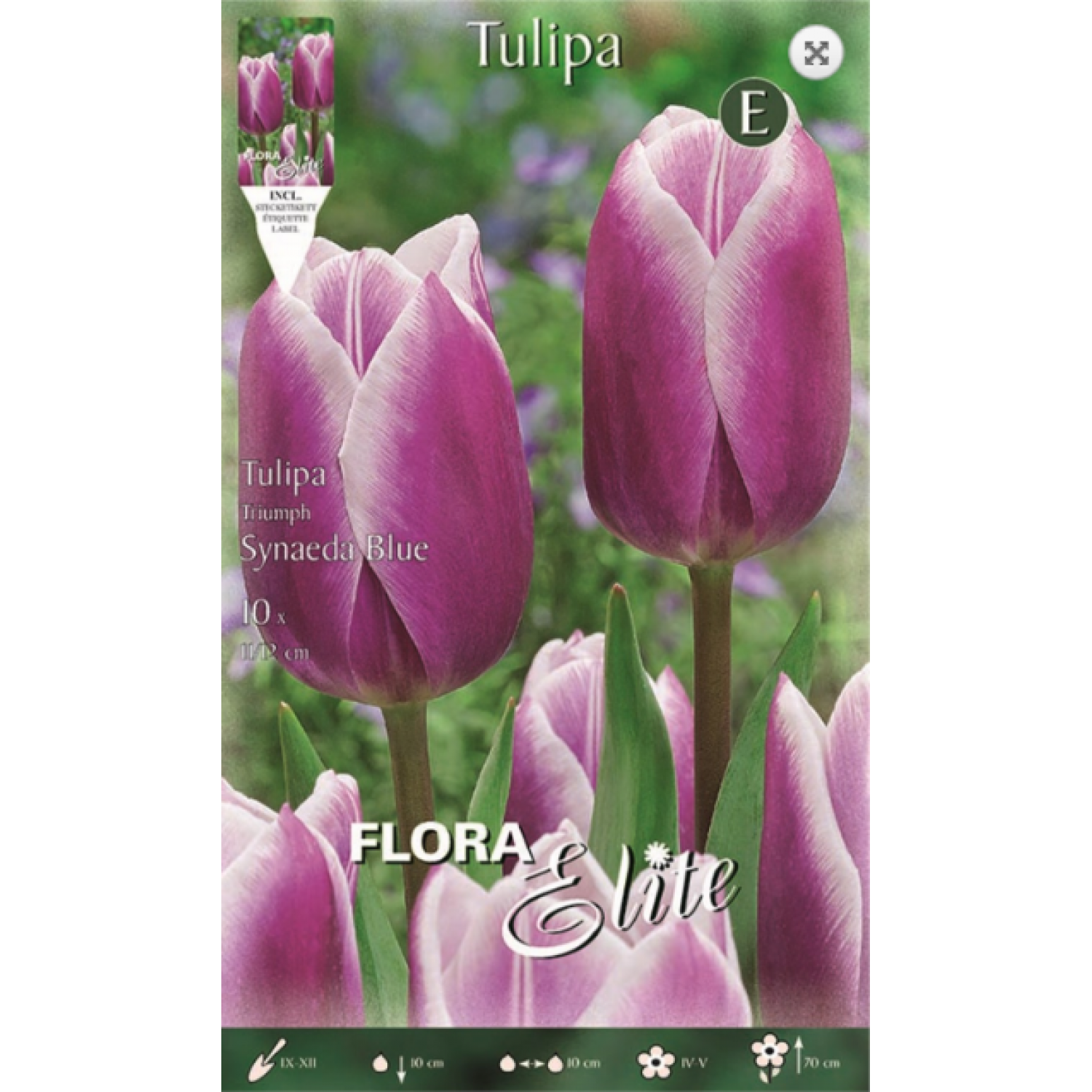 Tulip Synaeda Blue | kipogeorgiki.gr