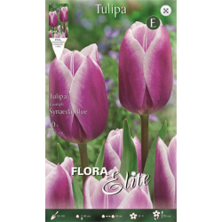 Tulip Synaeda Blue | kipogeorgiki.gr