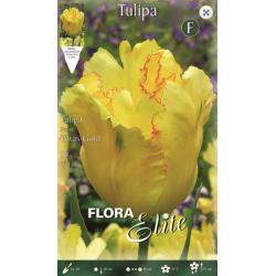 Tulip Texas Gold | kipogeorgiki.gr