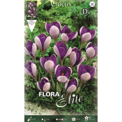 Crocus Vanguard | kipogeorgiki.gr