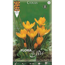 Crocus Giant Yellow | kipogeorgiki.gr