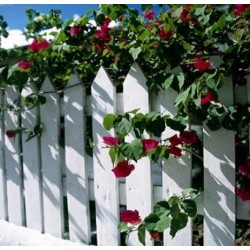 Wooden Fence Pyramid