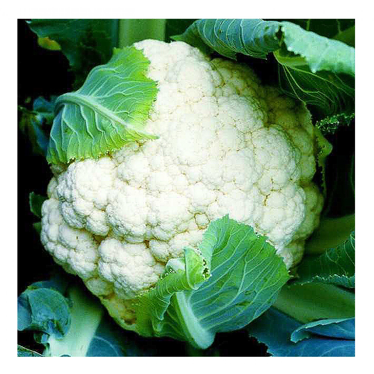 Cauliflower Bermuda F1 Seeds (Brassica oleracea var. botrytis) | kipogeorgiki.gr