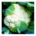 Cauliflower Bermuda F1 Seeds (Brassica oleracea var. botrytis) | kipogeorgiki.gr