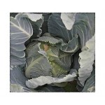Cauliflower Bermuda F1 Seeds (Brassica oleracea var. botrytis) | kipogeorgiki.gr