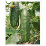 Αγγούρι Κοντό 'Marketmore' Σπόροι | kipogeorgiki.gr