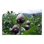 Artichoke 'Romana Violet' Seeds | kipogeorgiki.gr