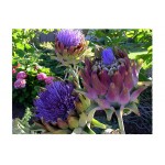Artichoke 'Romana Violet' Seeds | kipogeorgiki.gr