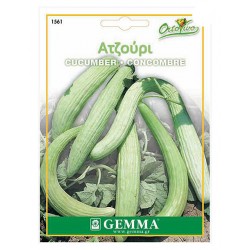 Αγγούρι Ατζούρι Tortarello Abruzzese (Ξυλάγγουρο) Σπόροι