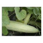 Αγγούρι Ατζούρι Tortarello Abruzzese (Ξυλάγγουρο) Σπόροι