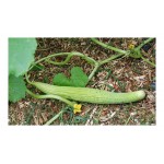 Αγγούρι Ατζούρι Tortarello Abruzzese (Ξυλάγγουρο) Σπόροι