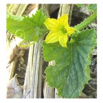 Αγγούρι Ατζούρι Tortarello Abruzzese (Ξυλάγγουρο) Σπόροι