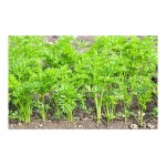 Καρότο 'Nantes di Chioggia 2' 26g Σπόροι Φακελάκι