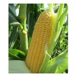 Καλαμπόκι Γλυκό Σπόροι | kipogeorgiki.gr