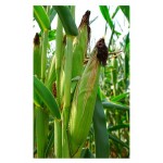 Καλαμπόκι Γλυκό Σπόροι | kipogeorgiki.gr