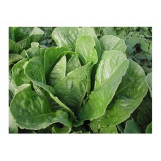 Μαρούλι Paris Island Cos Σπόροι (Lactuca sativa) | kipogeorgiki.gr