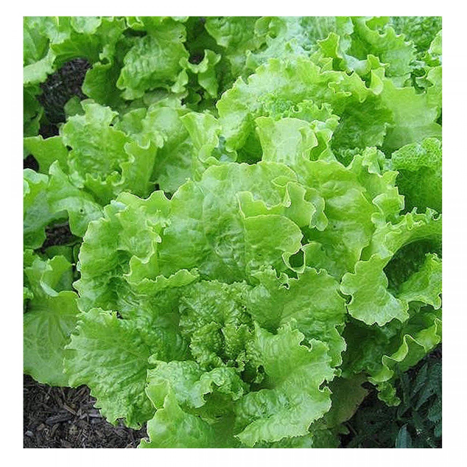 Lettuce Simpson Black Seeded (Lactuca sativa) Lettuce Simpson Black Seeded (Lactuca sativa) | kipogeorgiki.gr