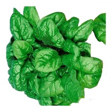 Σπανάκι Greta F1 (Spinacia oleracea) 