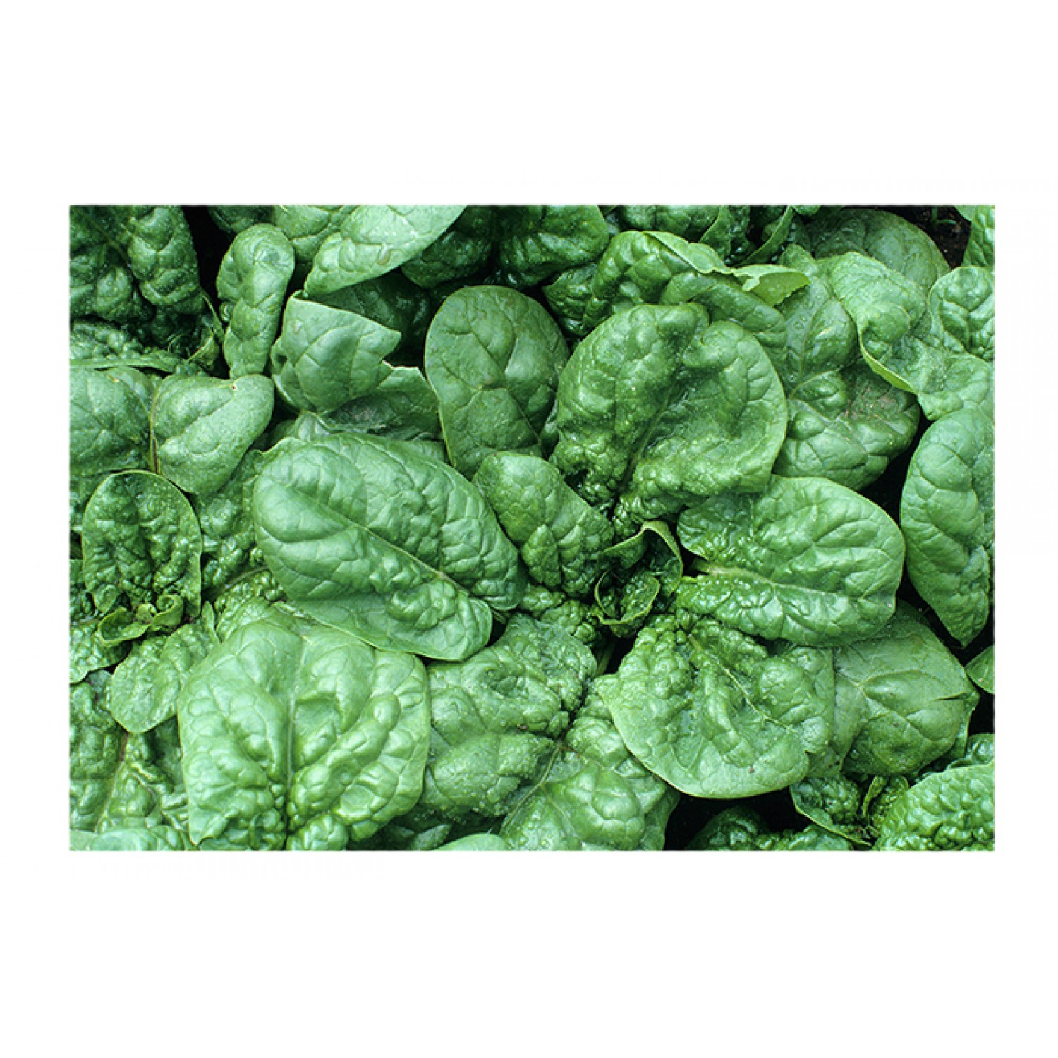 Σπανάκι Spica F1 (Spinacia oleracea) Σπανάκι Spica F1 (Spinacia oleracea)