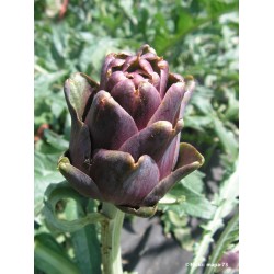 Bio Artichoke red|kipogeorgiki.gr