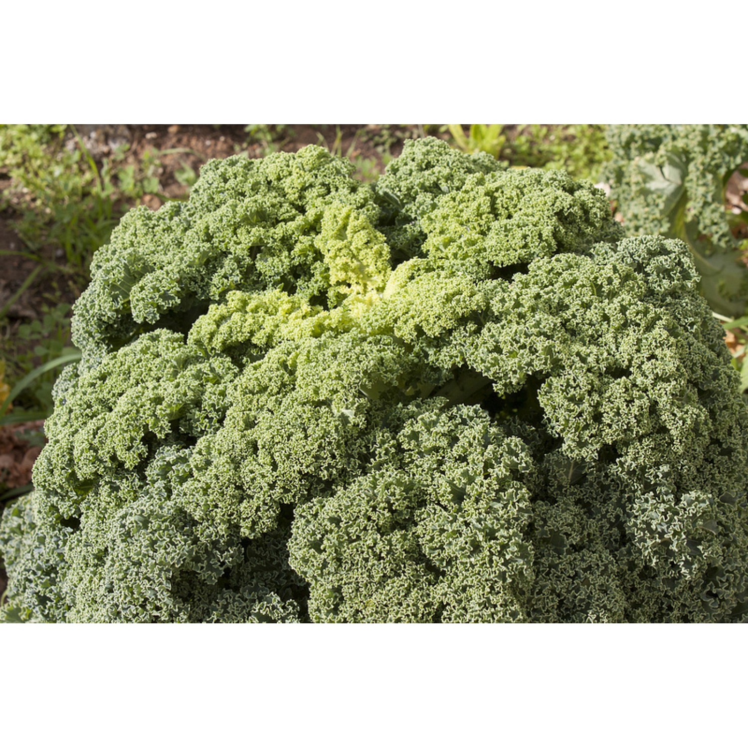 Μπρόκολο Kale Βιολογικό Μπρόκολο Kale Βιολογικό