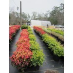 Fire Power (Nadina domestica)|kipogeorgiki.gr Fire Power (Nadina domestica)|kipogeorgiki.gr