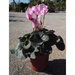 Κυκλάμινα (Cyclamen persicum)
