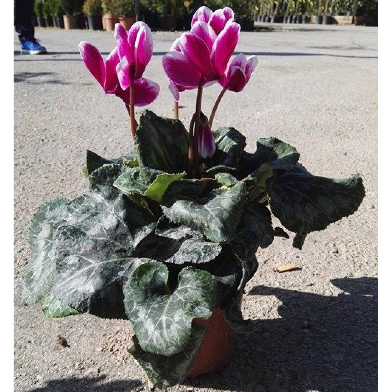 Κυκλάμινα (Cyclamen persicum)