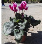 Κυκλάμινα (Cyclamen persicum)