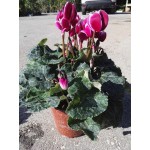 Κυκλάμινα (Cyclamen persicum)