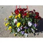 Πανσέδες mini (Viola tricolor mini) ανάμικτα 3 χρώματα, σε κρεμαστή γλάστρα