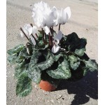 Κυκλάμινα (Cyclamen persicum)