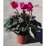 Κυκλάμινα (Cyclamen persicum)