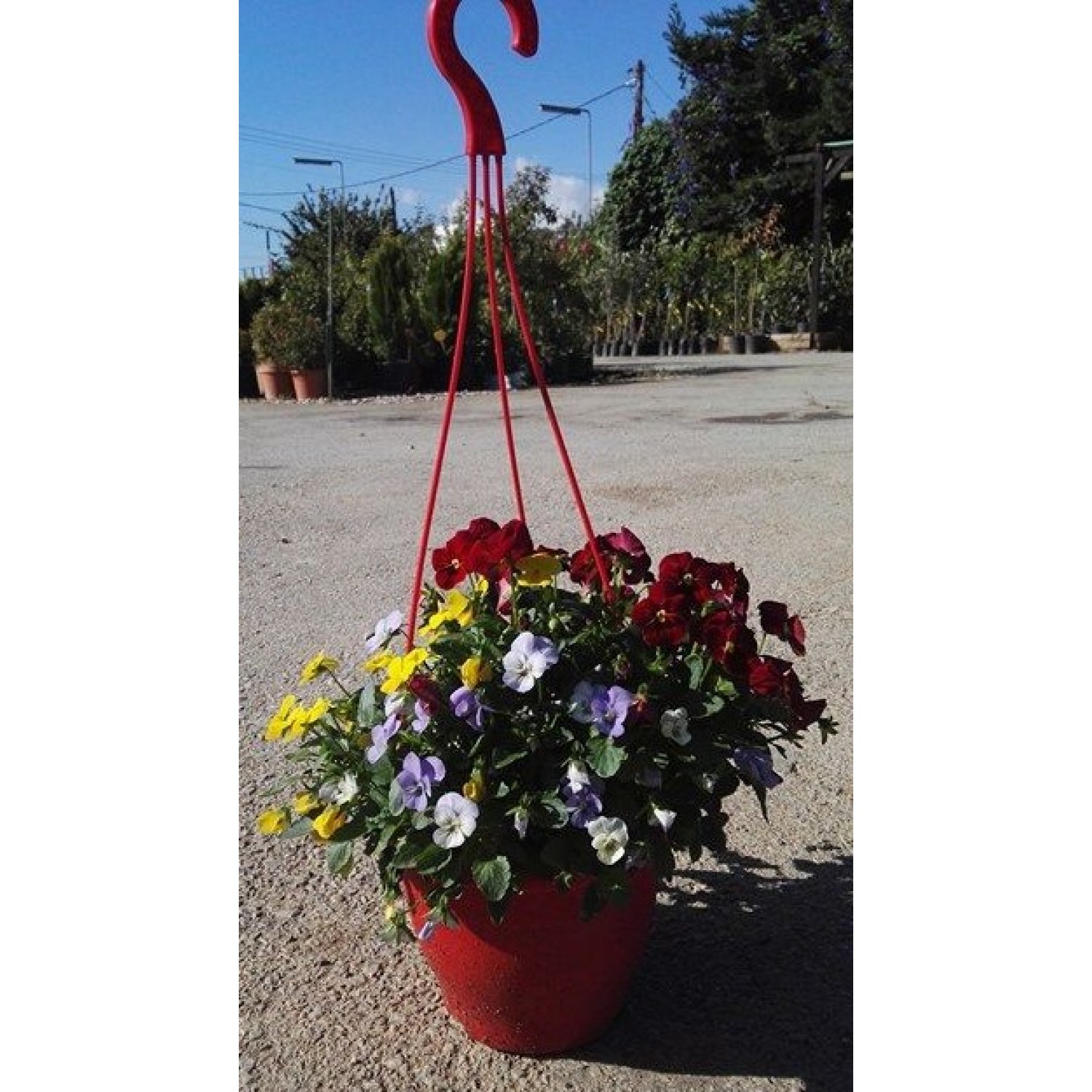 Πανσέδες mini (Viola tricolor mini) ανάμικτα 3 χρώματα, σε κρεμαστή γλάστρα